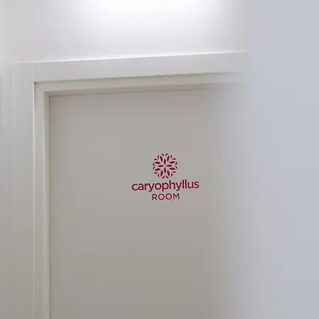 In Bloom 泰尔利齐